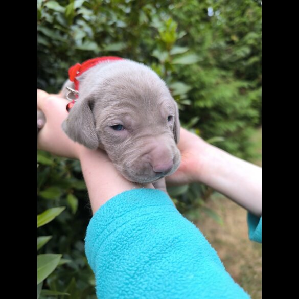 Weimaraner - Both