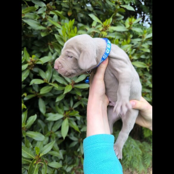 Weimaraner - Both