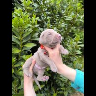 Weimaraner - Both
