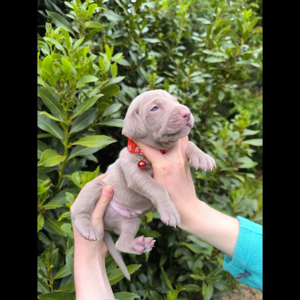 Weimaraner - Both