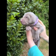Weimaraner - Both