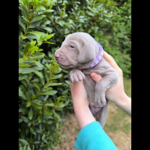 Weimaraner - Both