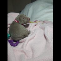 Weimaraner - Both