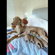 Weimaraner - Both