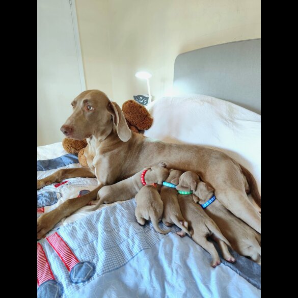 Weimaraner - Both
