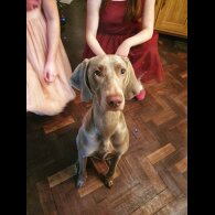 Weimaraner - Both
