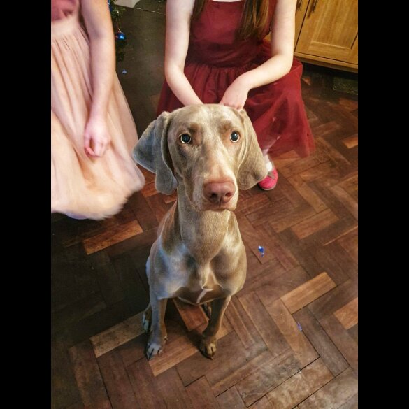 Weimaraner - Both