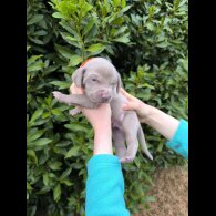 Weimaraner - Both