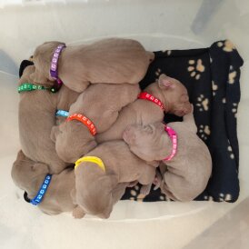 Weimaraner - Both