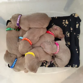 Weimaraner - Both