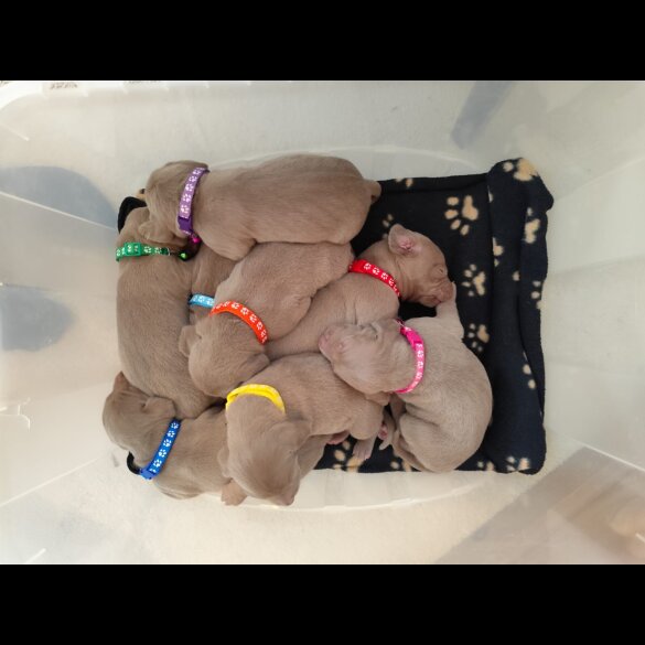 Weimaraner - Both