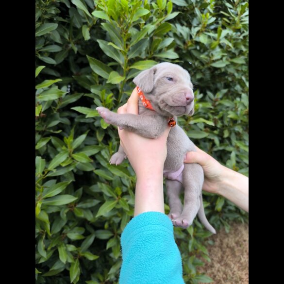 Weimaraner - Both