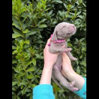Weimaraner - Both
