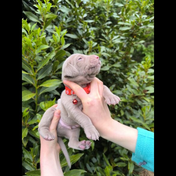 Weimaraner - Both