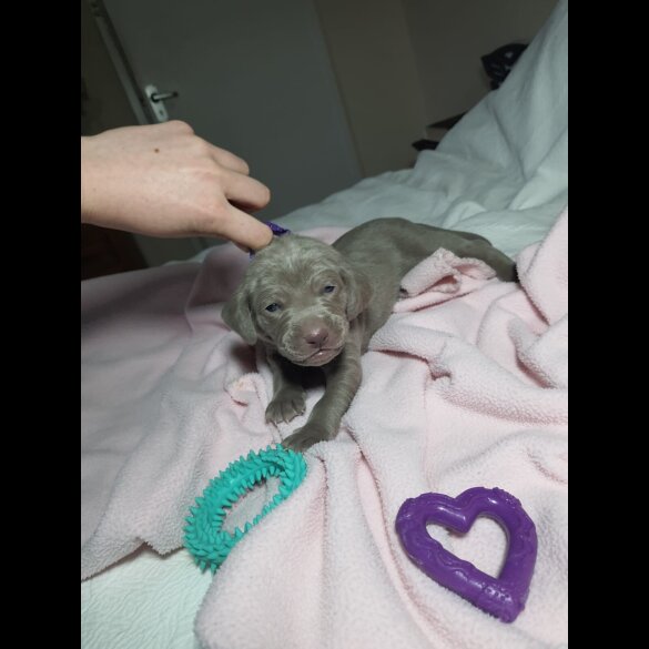 Weimaraner - Both