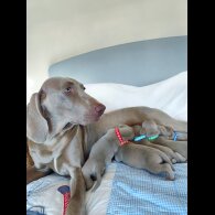Weimaraner - Both