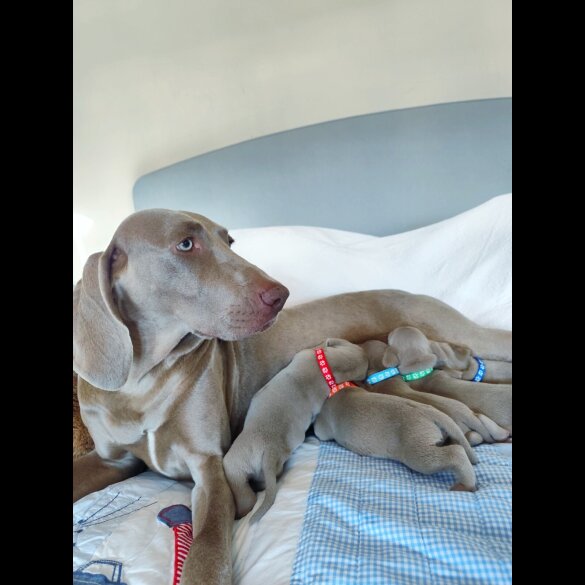 Weimaraner - Both