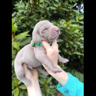 Weimaraner - Both
