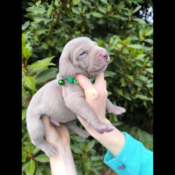 Weimaraner - Both