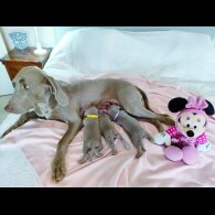 Weimaraner - Both