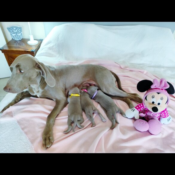 Weimaraner - Both