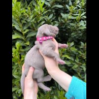 Weimaraner - Both