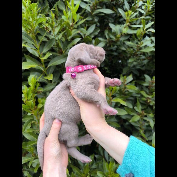 Weimaraner - Both
