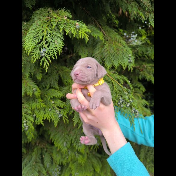 Weimaraner - Both