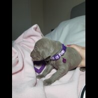 Weimaraner - Both