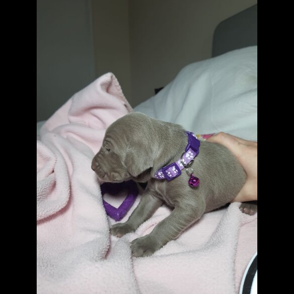 Weimaraner - Both
