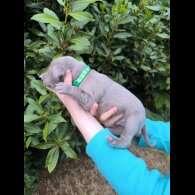 Weimaraner - Both