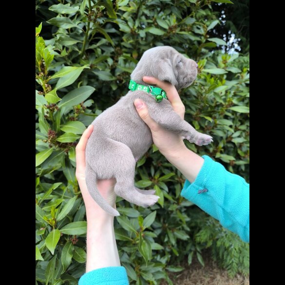 Weimaraner - Both