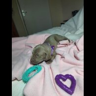 Weimaraner - Both