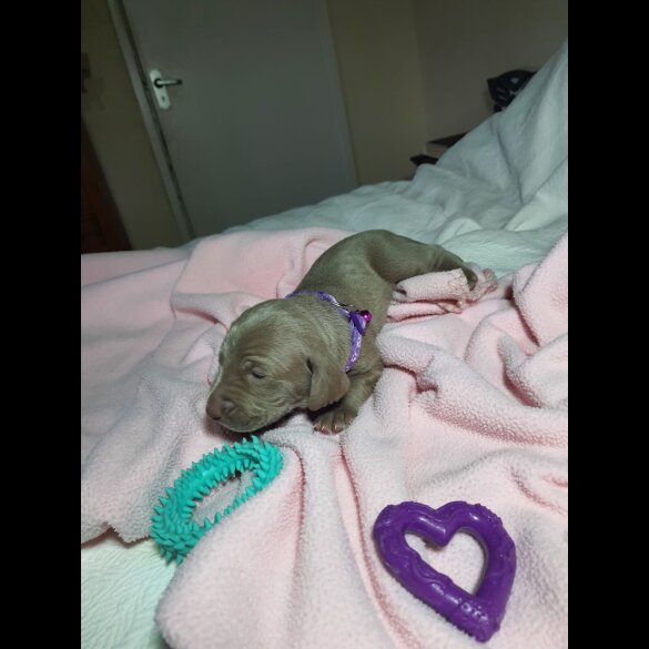 Weimaraner - Both