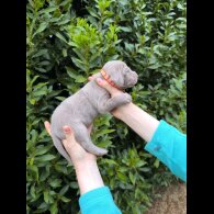 Weimaraner - Both