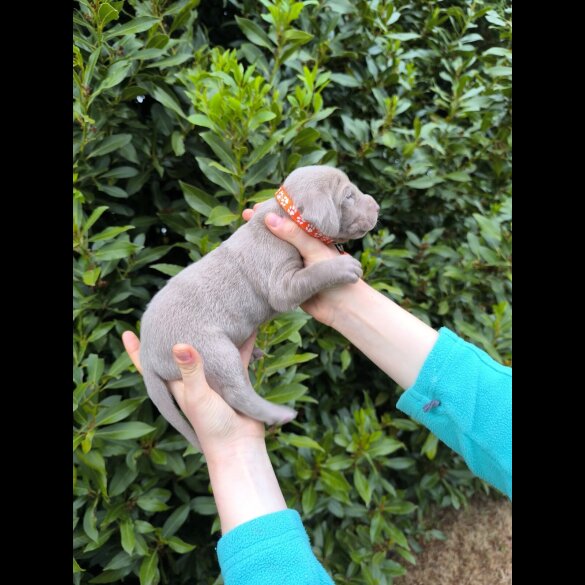Weimaraner - Both