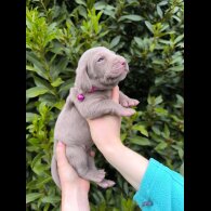 Weimaraner - Both