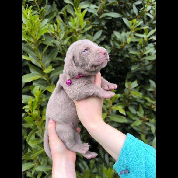 Weimaraner - Both