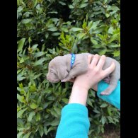 Weimaraner - Both