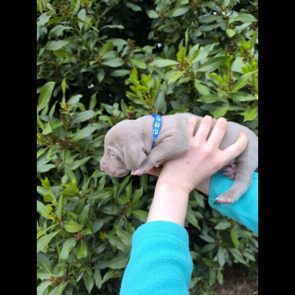 Weimaraner - Both