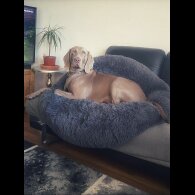 Weimaraner - Both