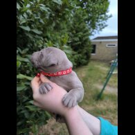 Weimaraner - Both