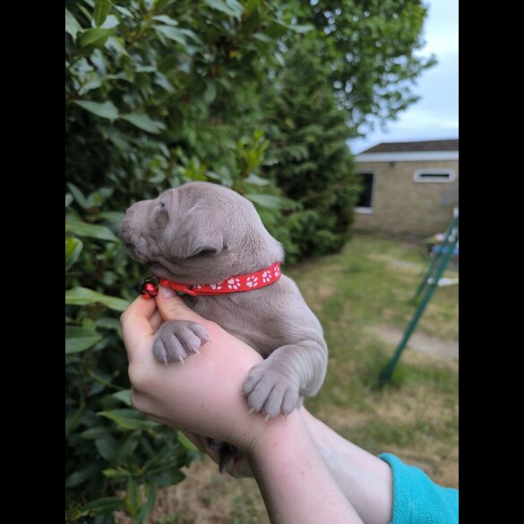 Weimaraner - Both