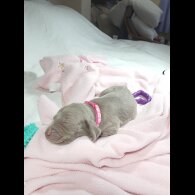 Weimaraner - Both