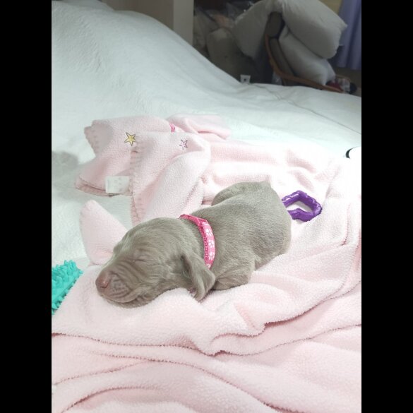 Weimaraner - Both