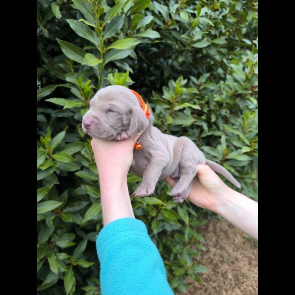 Weimaraner - Both