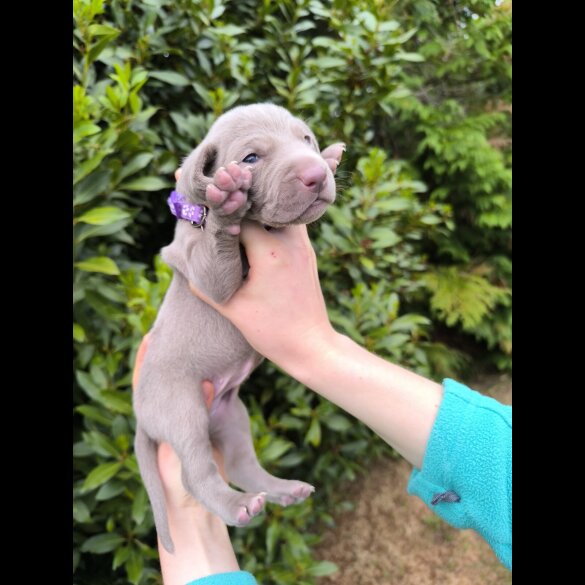 Weimaraner - Both