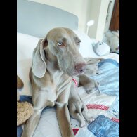 Weimaraner - Both