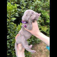 Weimaraner - Both
