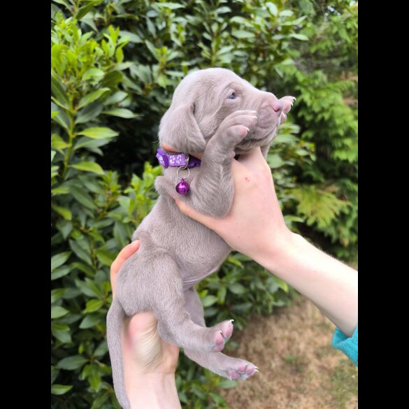 Weimaraner - Both